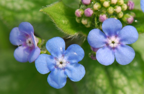 Beautiful Blue Flowers in the world